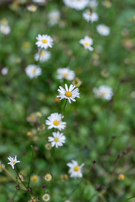 BELLIS PERENNIS, L, ASTERACEAE, EUROPA, ASIA OCCIDENTALE - 1190
