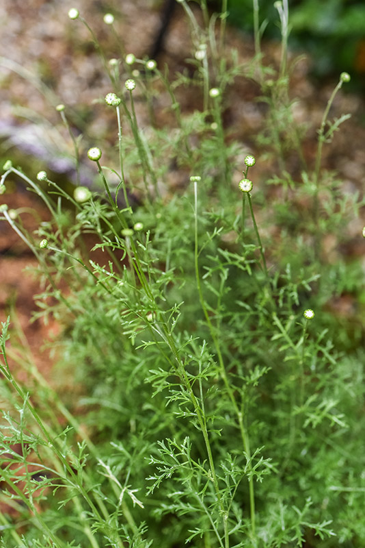 TANACETUM CINERARIIFOLIUM, PIRETRO DELLA DALMAZIA, ASTERACEAE - 1229