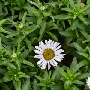 LEUCANTHEMUM MAXIMUM, ASTERACEAE - 1270