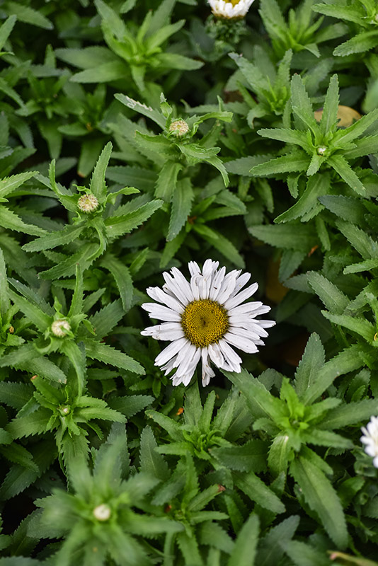 LEUCANTHEMUM MAXIMUM, ASTERACEAE - 1270