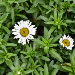 LEUCANTHEMUM MAXIMUM, ASTERACEAE - 1271