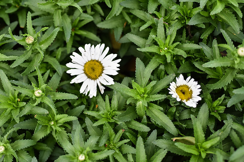 LEUCANTHEMUM MAXIMUM, ASTERACEAE - 1271 - immagine 1