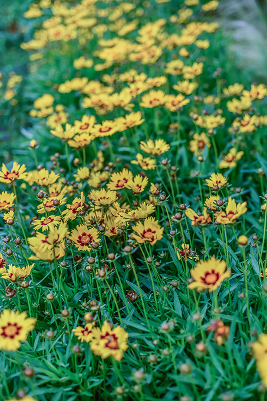 COREOPSIS HYB, ASTERACEAE - 1279