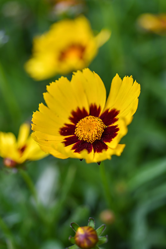 COREOPSIS HYB, ASTERACEAE - 1280