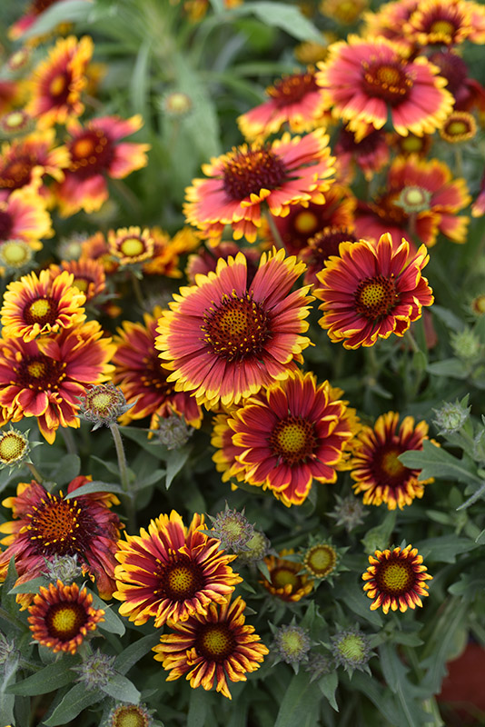 GAILLARDIA ARISTATA, ASTERACEAE - 1282
