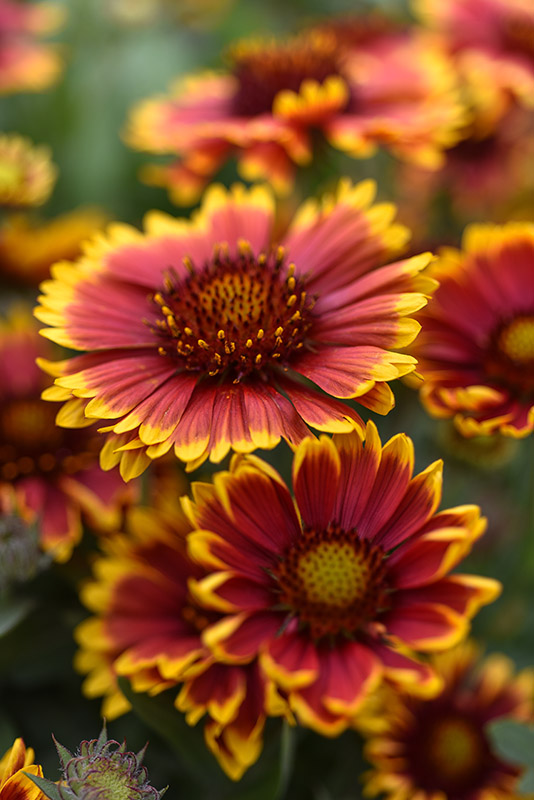 GAILLARDIA ARISTATA, ASTERACEAE - 1283