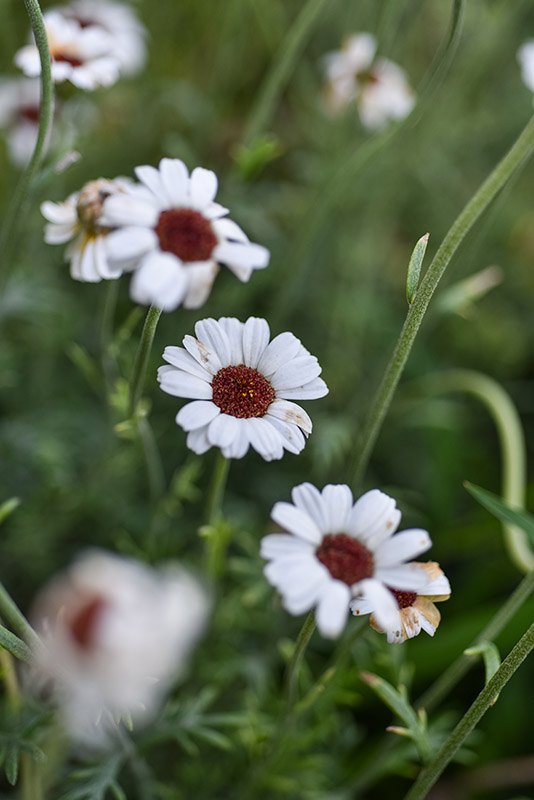 RHODANTHEMUM, HYB, ASTERACEAE - 1287