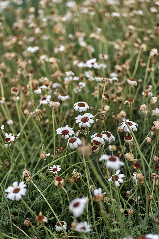 RHODANTHEMUM, HYB, ASTERACEAE - 1288