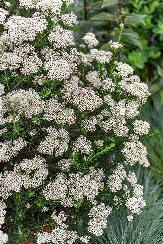 OZOTHAMNUS ROSMARINIFOLIUS, ASTERACEAE - 1290