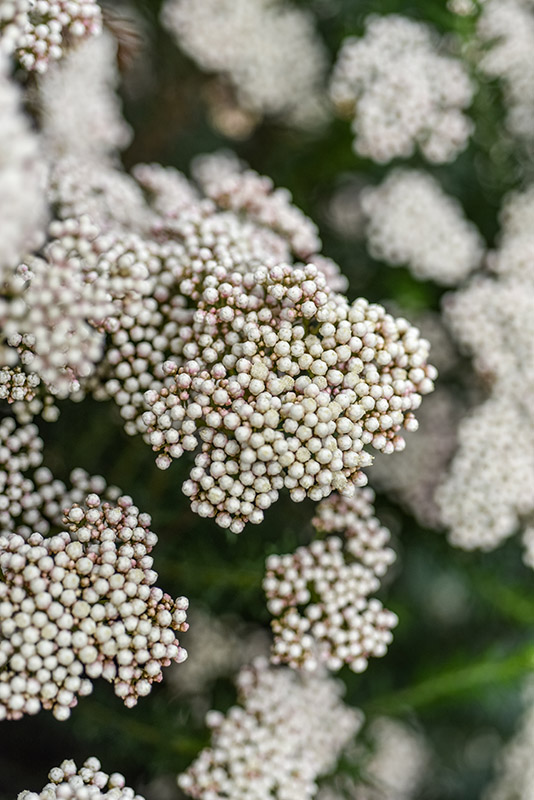 OZOTHAMNUS ROSMARINIFOLIUS, ASTERACEAE - 1291