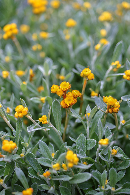 CRYSOCEPHALUS APICULATUM, ASTERACEAE - 1318