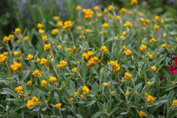 CRYSOCEPHALUS APICULATUM, ASTERACEAE - 1319