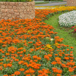 GAZANIA, ASTERACEAE, SUD AFRICA - 1331