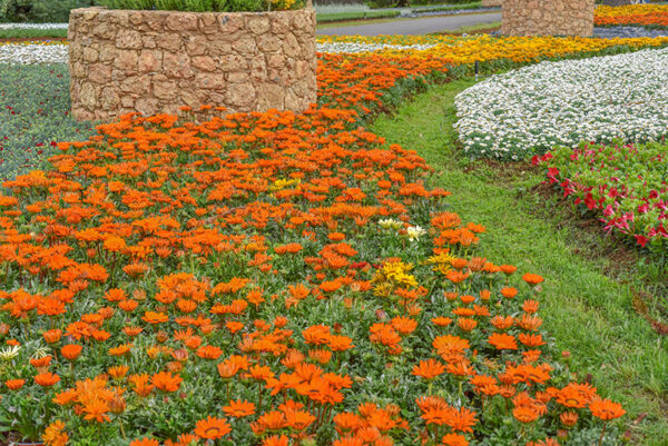 GAZANIA, ASTERACEAE, SUD AFRICA - 1331
