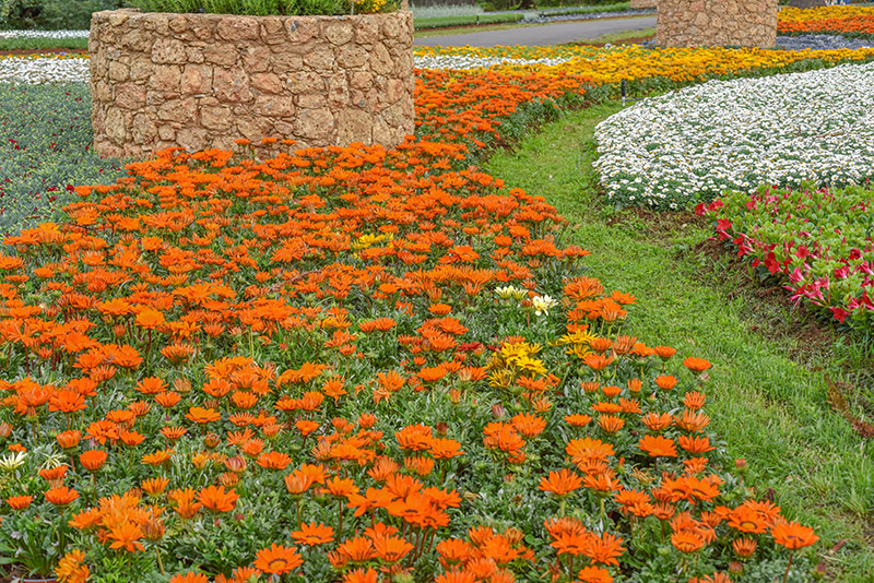 GAZANIA, ASTERACEAE, SUD AFRICA - 1331 - immagine 1