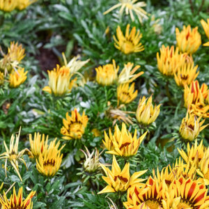 GAZANIA, ASTERACEAE, SUD AFRICA - 1339
