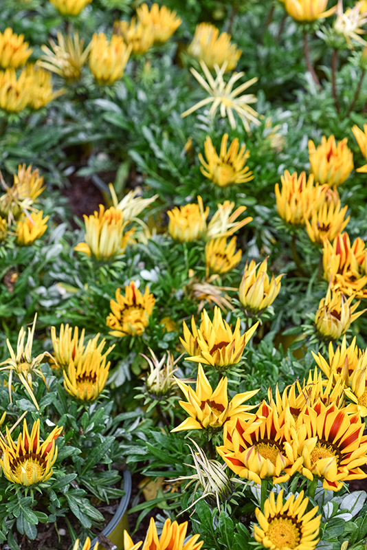 GAZANIA, ASTERACEAE, SUD AFRICA - 1339