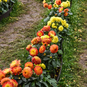 ZINNIA, ASTERACEAE - 1346