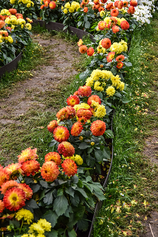 ZINNIA, ASTERACEAE - 1346
