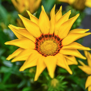 GAZANIA, ASTERACEAE, SUD AFRICA - 1402