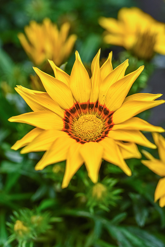GAZANIA, ASTERACEAE, SUD AFRICA - 1402