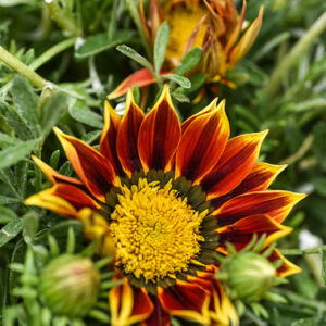 GAZANIA, ASTERACEAE, SUD AFRICA - 1403