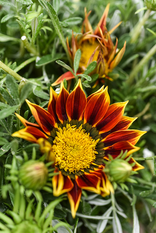 GAZANIA, ASTERACEAE, SUD AFRICA - 1403