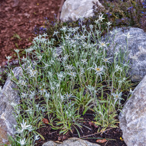 LEONTOPODIUM ALPINUM, STELLA ALPINA, ASTERACEAE - 1430