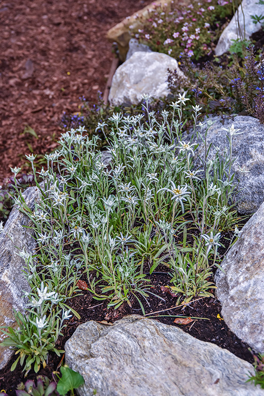 LEONTOPODIUM ALPINUM, STELLA ALPINA, ASTERACEAE - 1430