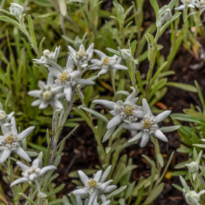 LEONTOPODIUM ALPINUM, STELLA ALPINA, ASTERACEAE - 1432