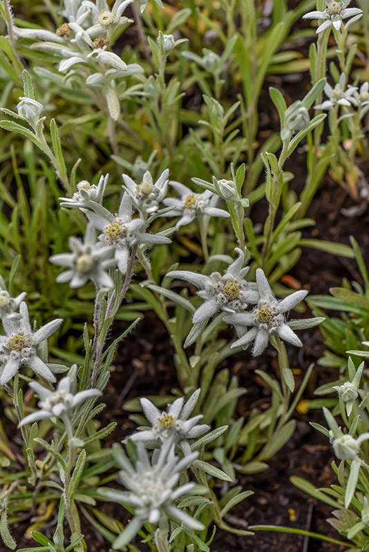 LEONTOPODIUM ALPINUM, STELLA ALPINA, ASTERACEAE - 1432