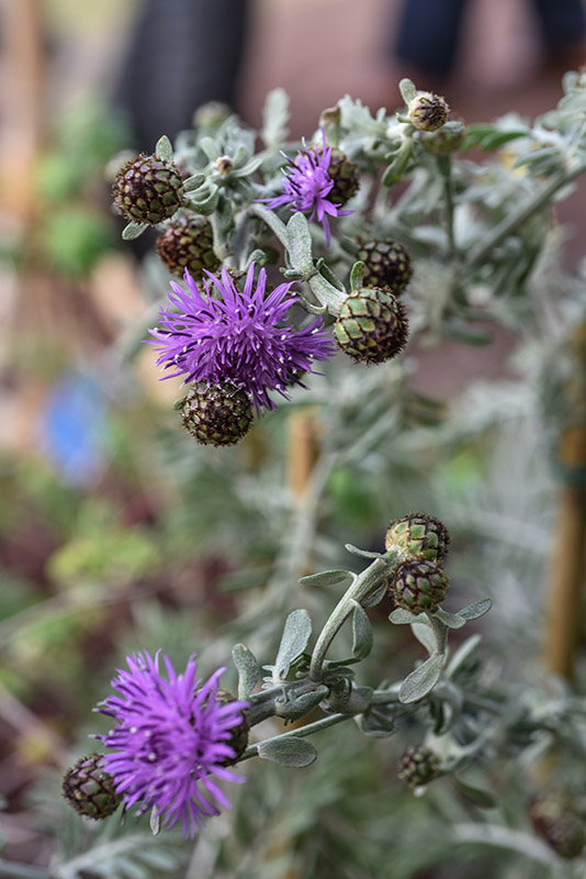 CENTAUREA PANORMITANA, UMBROSA, ENDEMIC, SICILY, ITALY, MAGNOLOPSIDA, ASTERACEAE - 1496