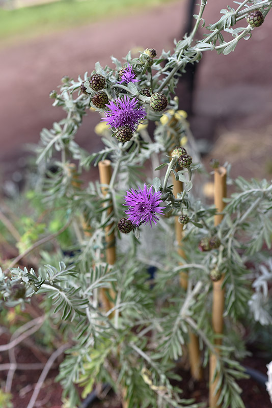 CENTAUREA PANORMITANA, UMBROSA, ENDEMIC, SICILY, ITALY, MAGNOLOPSIDA, ASTERACEAE - 1497