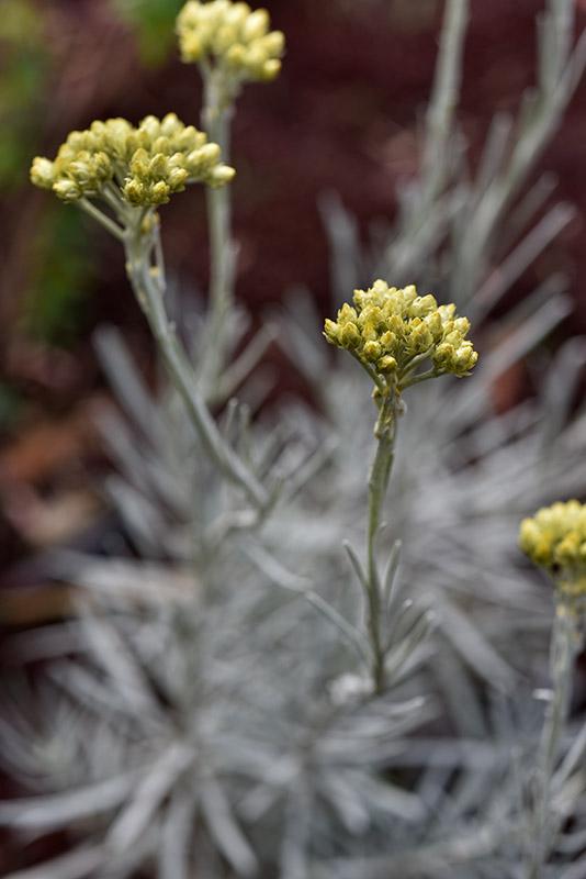 HELICHRYSUM PANORMITANA, ENDEMIC, SICILY, ITALY, MAGNOLOPSIDA, ASTERACEAE - 1500