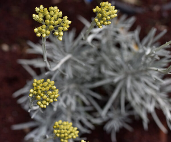 HELICHRYSUM PANORMITANA, ENDEMIC, SICILY, ITALY, MAGNOLOPSIDA, ASTERACEAE - 1501