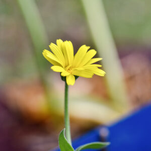 CALENDULA SUFFRUTICOSA, MARITTIMA, ENDEMIC, SICILY, ITALY, MAGNOLOPSIDA, ASTERACEAE - 1504