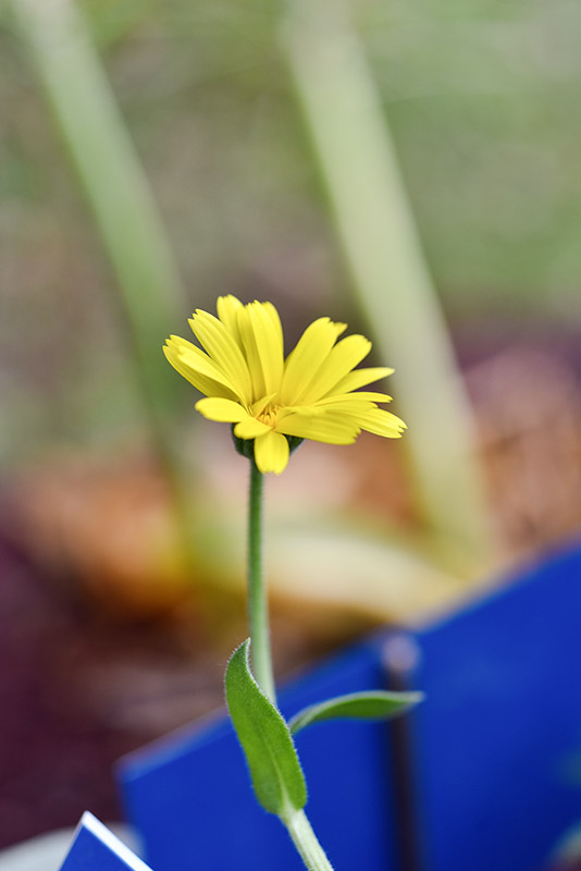 CALENDULA SUFFRUTICOSA, MARITTIMA, ENDEMIC, SICILY, ITALY, MAGNOLOPSIDA, ASTERACEAE - 1504