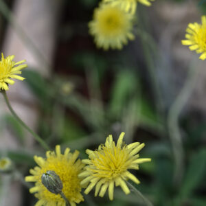 PILOSELLA OFFICINARUM, ASTERACEAE, EUROPA, CAUCASO - 1508