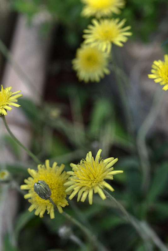 PILOSELLA OFFICINARUM, ASTERACEAE, EUROPA, CAUCASO - 1508