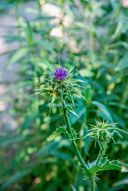 SILYBUM MARIANUM, GAERTN, ASTERACEAE - 1522