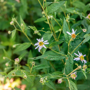 KALIMERIS MONGOLICA, KIT, ASTERACEAE, CINA, CHINA - 1526