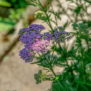 ACHILLEA SUBSPECIE STRICTA, ASTERACEAE, ALPI ORIENTALI, CARPAZI - 1536