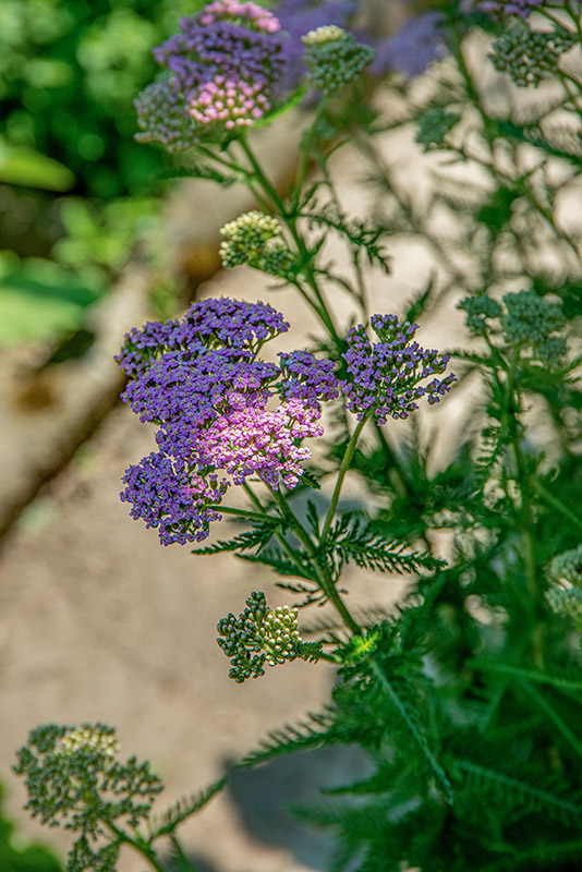 ACHILLEA SUBSPECIE STRICTA, ASTERACEAE, ALPI ORIENTALI, CARPAZI - 1536