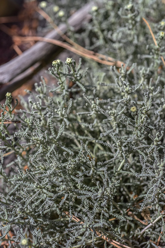 SANTOLINA CHAMAECYIPARISSUS, ASTERACEAE - 1555