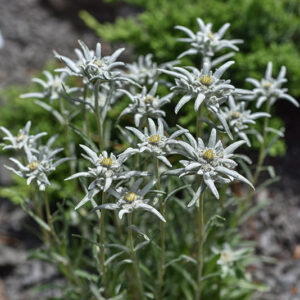 LEONTOPODIUM ALPINUM, STELLA ALPINA, ASTERACEAE - 1566