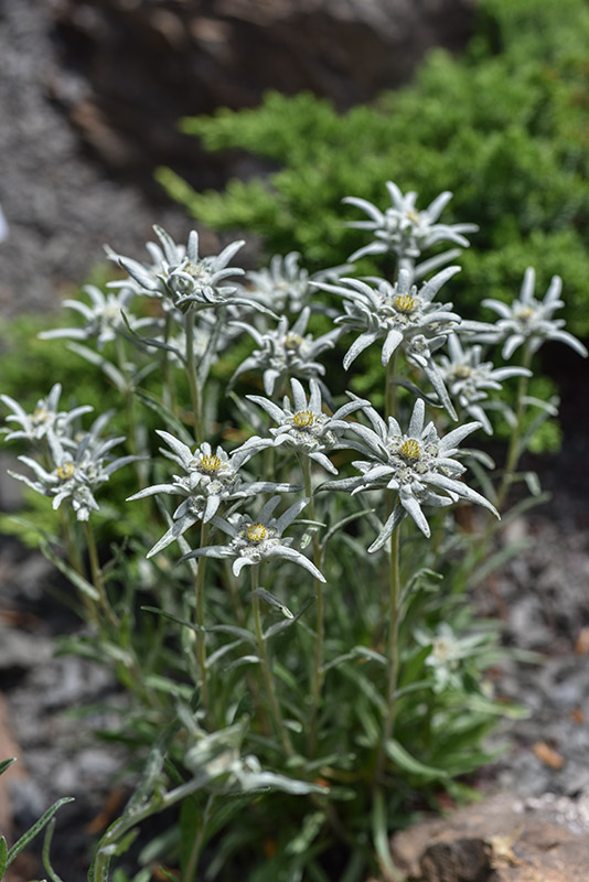 LEONTOPODIUM ALPINUM, STELLA ALPINA, ASTERACEAE - 1566