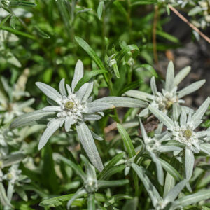 LEONTOPODIUM ALPINUM, STELLA ALPINA, ASTERACEAE - 1567