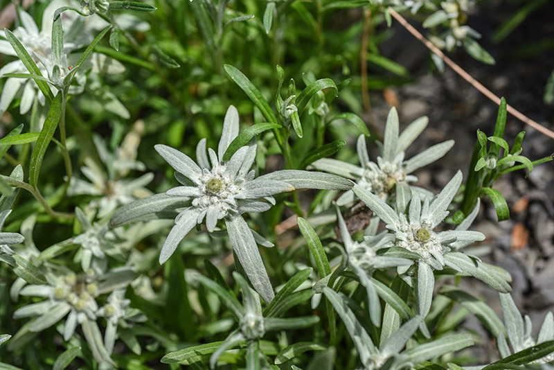 LEONTOPODIUM ALPINUM, STELLA ALPINA, ASTERACEAE - 1567 - immagine 1