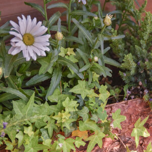 LEUCANTHEMUM VULGARE, LEUCANTEMO, ASTERACEAE  - 1579