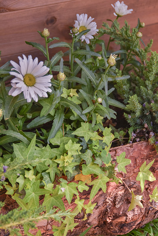 LEUCANTHEMUM VULGARE, LEUCANTEMO, ASTERACEAE  - 1579